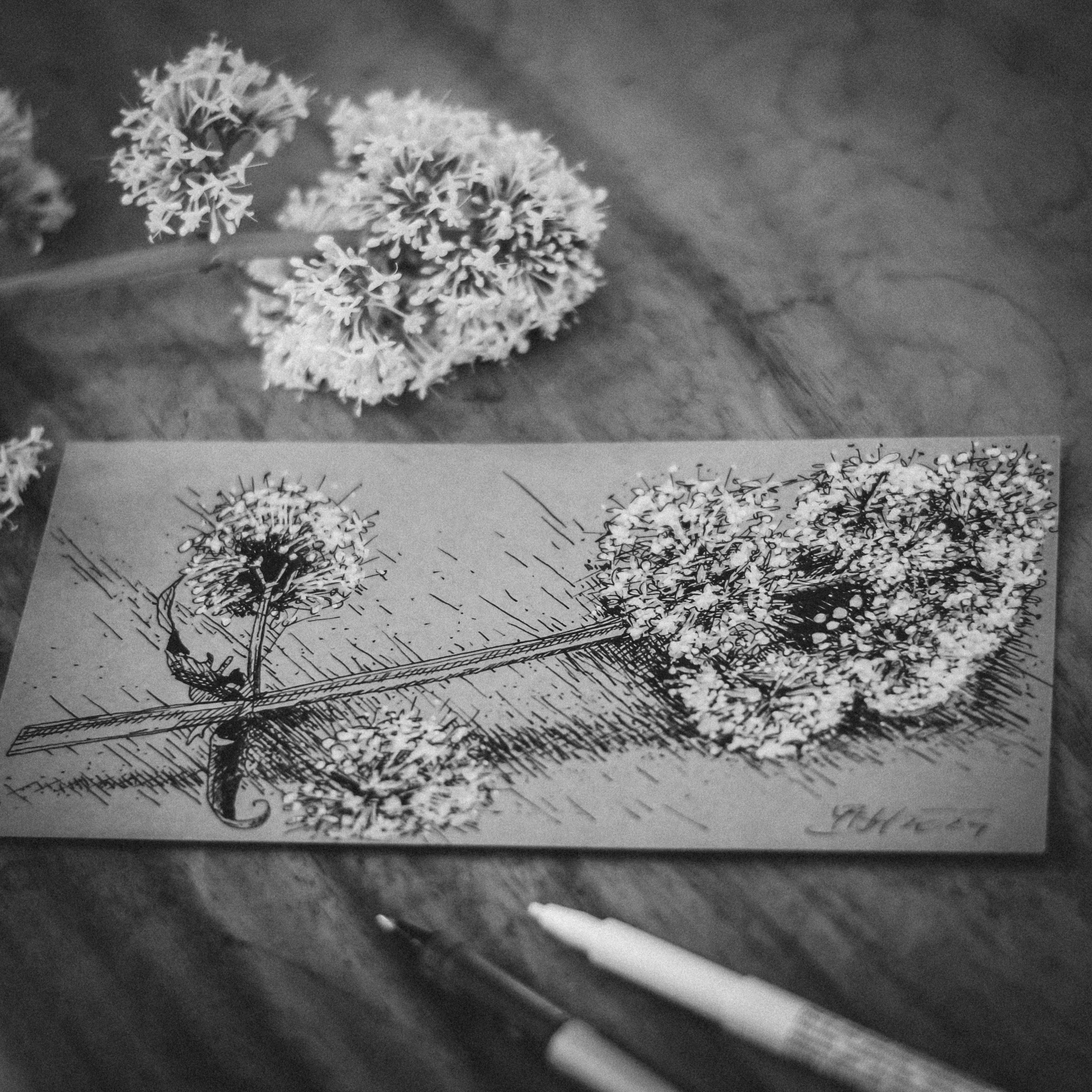 Sketching by Yvetta Blayac Hanlova, 2024